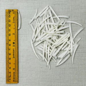 Dentalium Shells 1.5 – 1.75 inches
