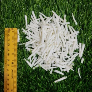 dentalium shells 1-1.5 inch