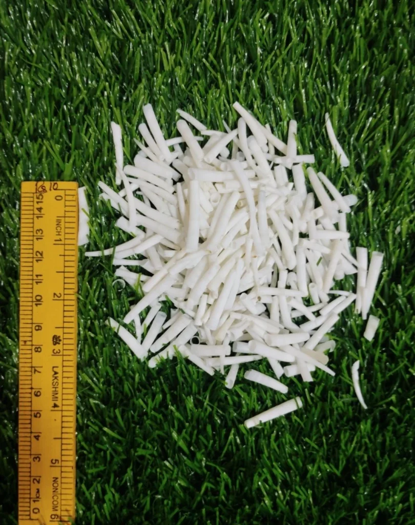 dentalium shells 1-1.5 inch