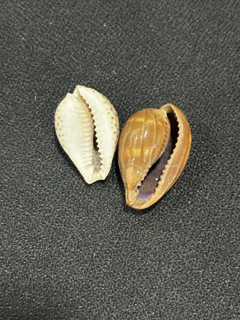 Cowrie Shells 2
