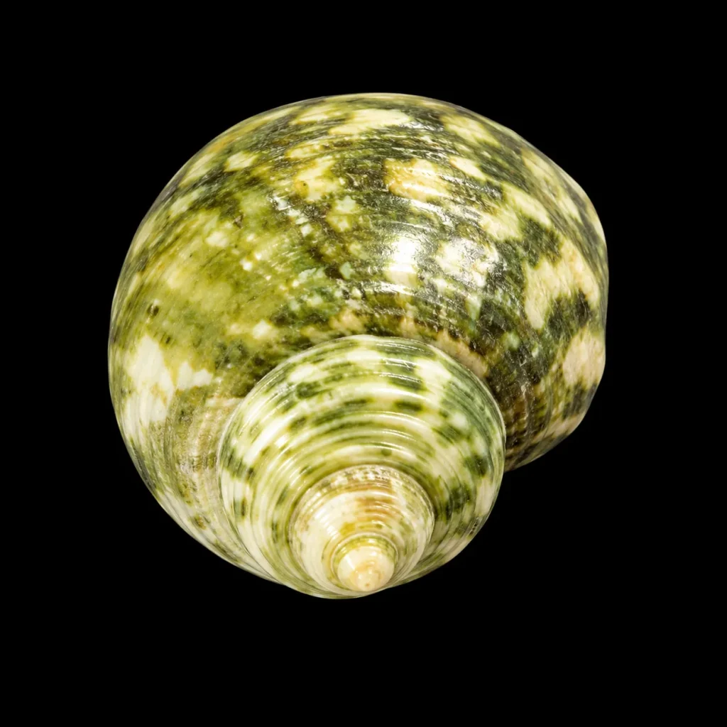 Green Turban Shell