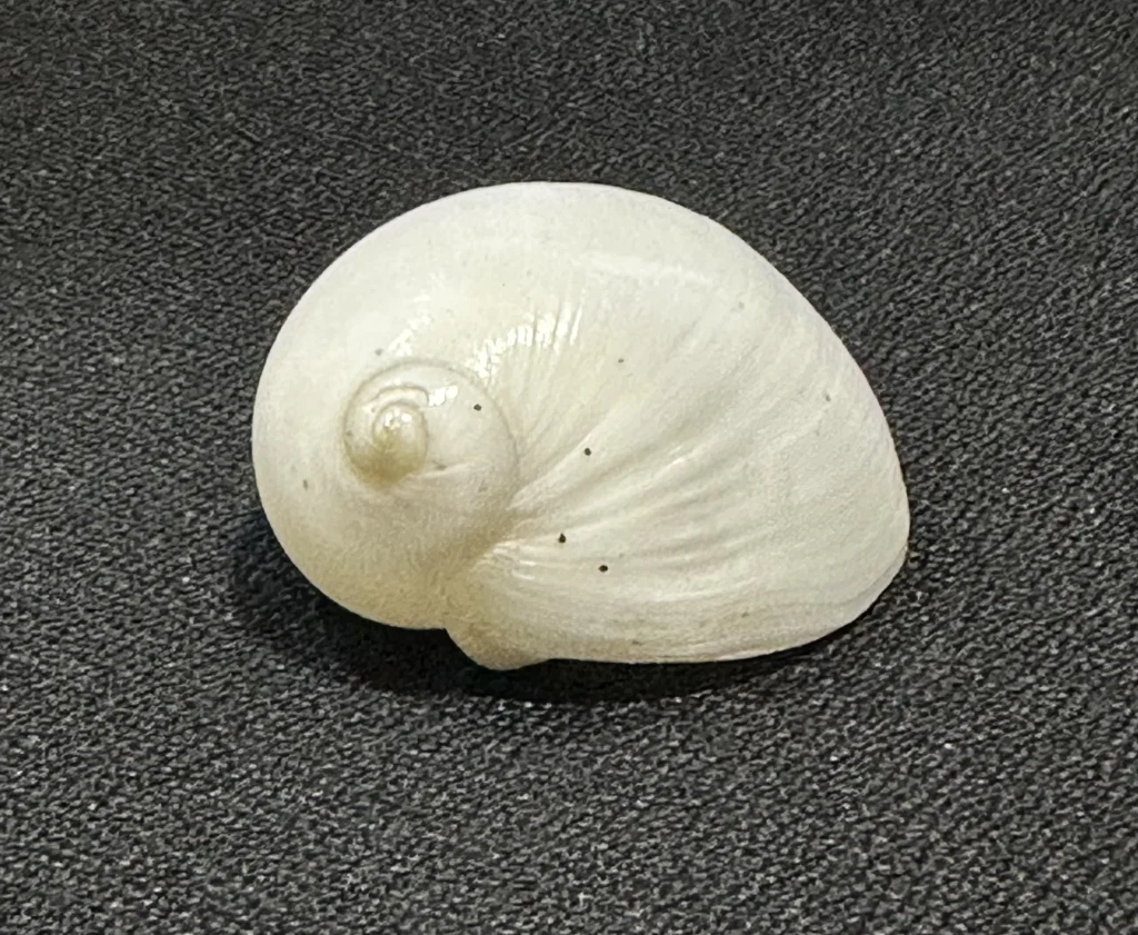Milk Moon Snail shell