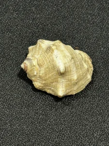 Turban Shell