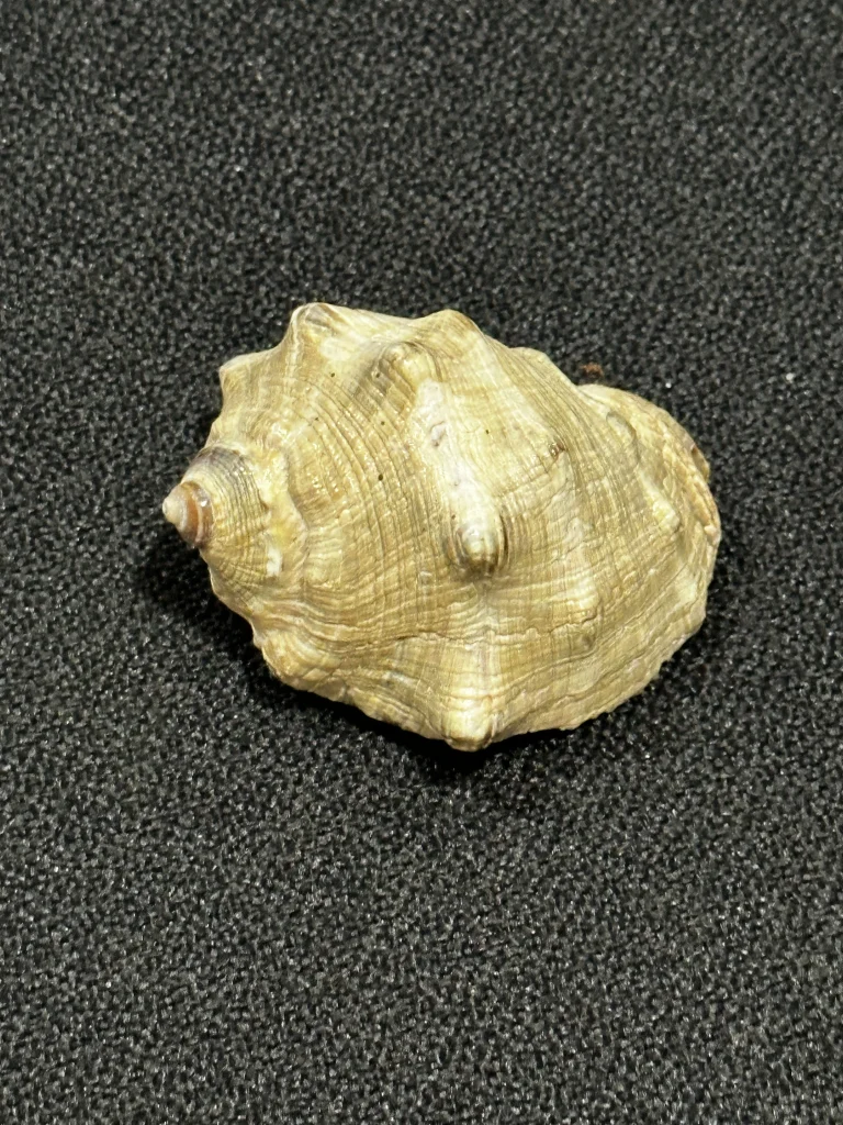 Turban Shell