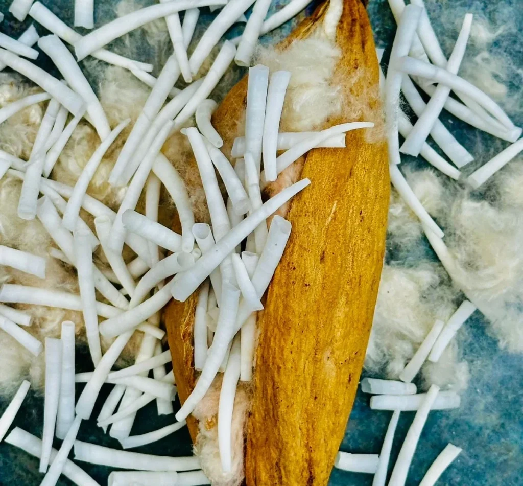 dentalium shells
