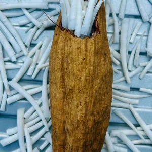 Natural dentalium shells displayed with a wooden scoop on blue shell background