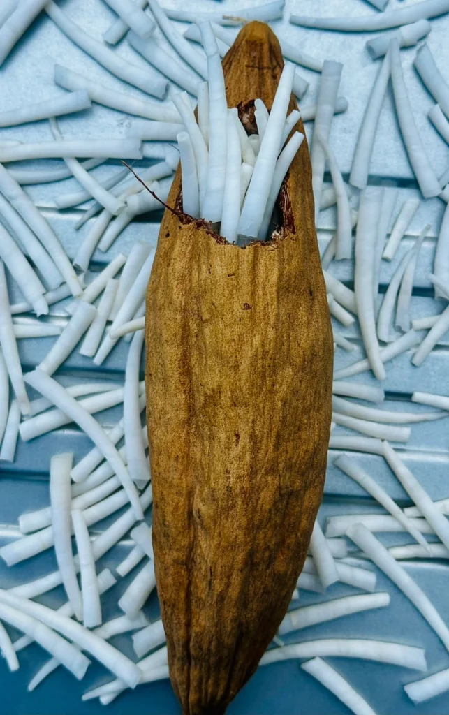 Natural dentalium shells displayed with a wooden scoop on blue shell background