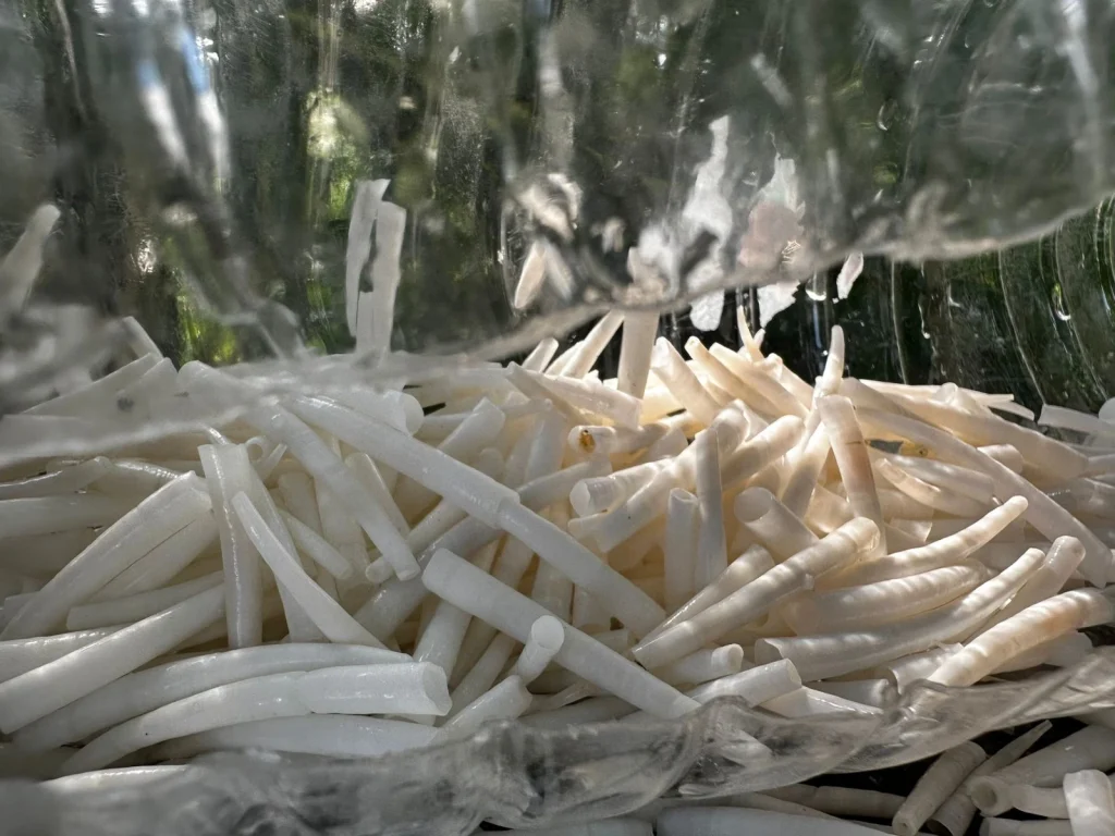 dentaliumshells img-10