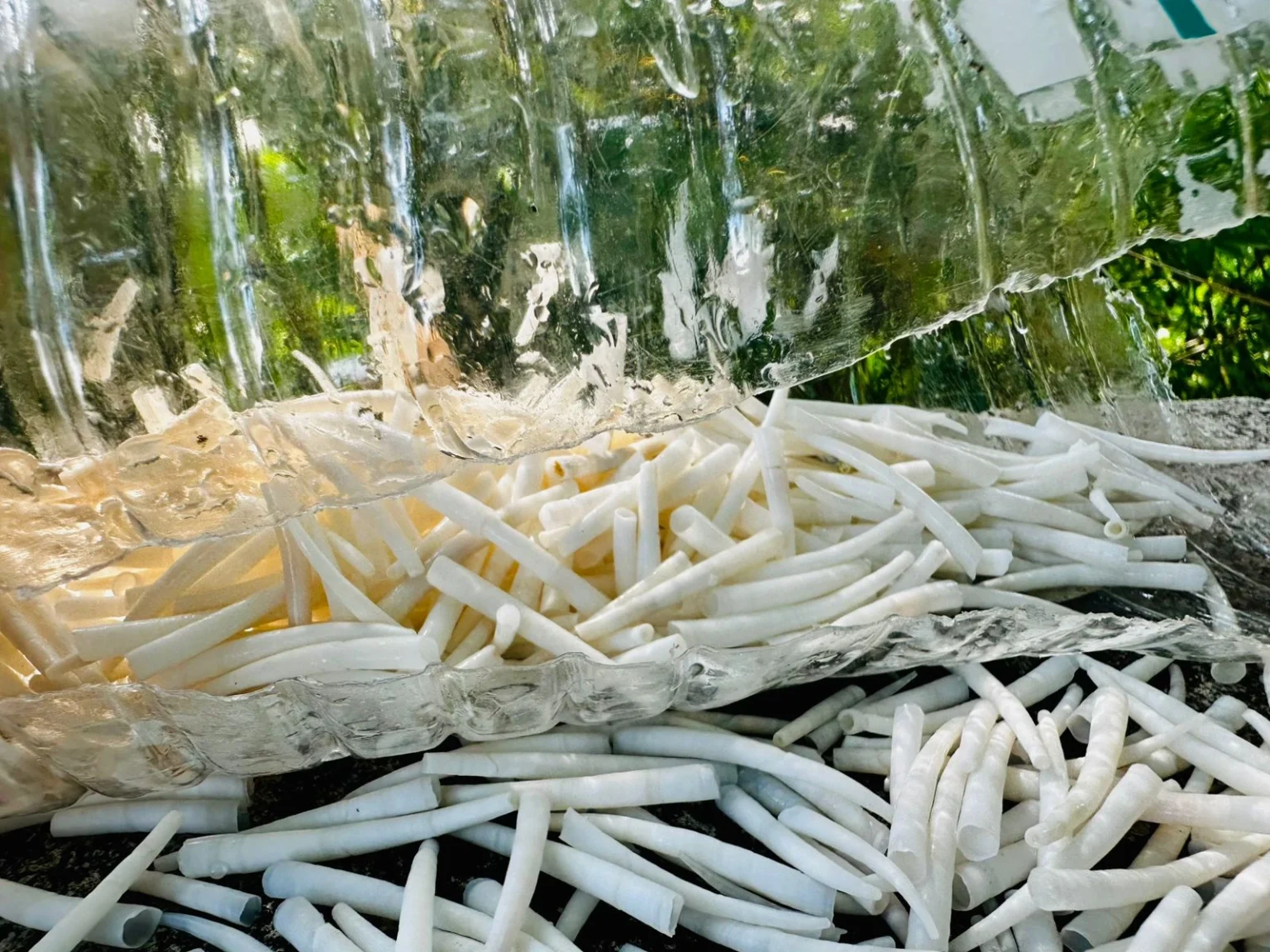 Natural white dentalium shells and tusk shells for jewelry making, crafts, beadwork, chokers, earrings, and bulk seashell buyers