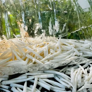 Natural white dentalium shells and tusk shells for jewelry making, crafts, beadwork, chokers, earrings, and bulk seashell buyers