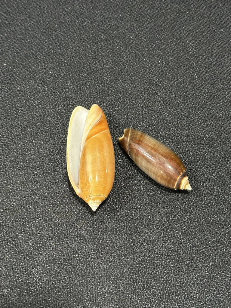 olive shells
