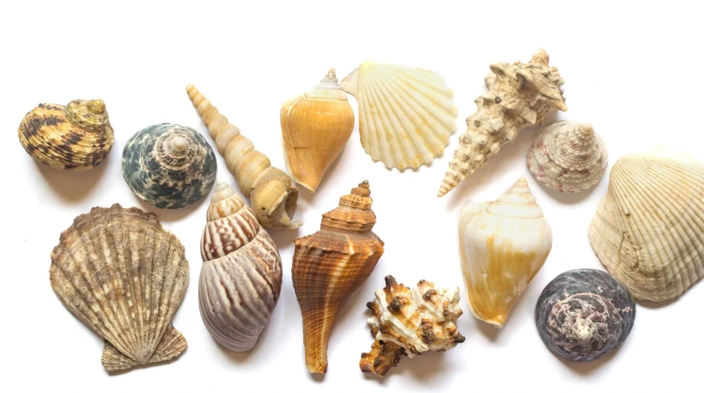 Assorted natural seashells on white background for crafts and decoration