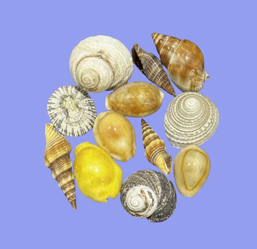 seashells