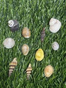 Collectable sea shells and ornamental shells arranged on green grass for shell collection and natural seashell decoration