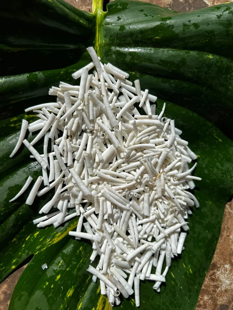 dentaliumshells image